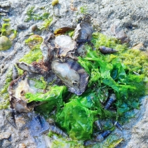 【 水 口 記 】水口村，一個「清涌覺樂」團隊從未踏足的地方。🌄一行人懷著不多的期望，帶著無數的未知，我走進了大嶼山南端的這個角落。未曾料到，一步步探索之中，驚喜卻不斷浮現。✨村內不僅有綠意 (7)