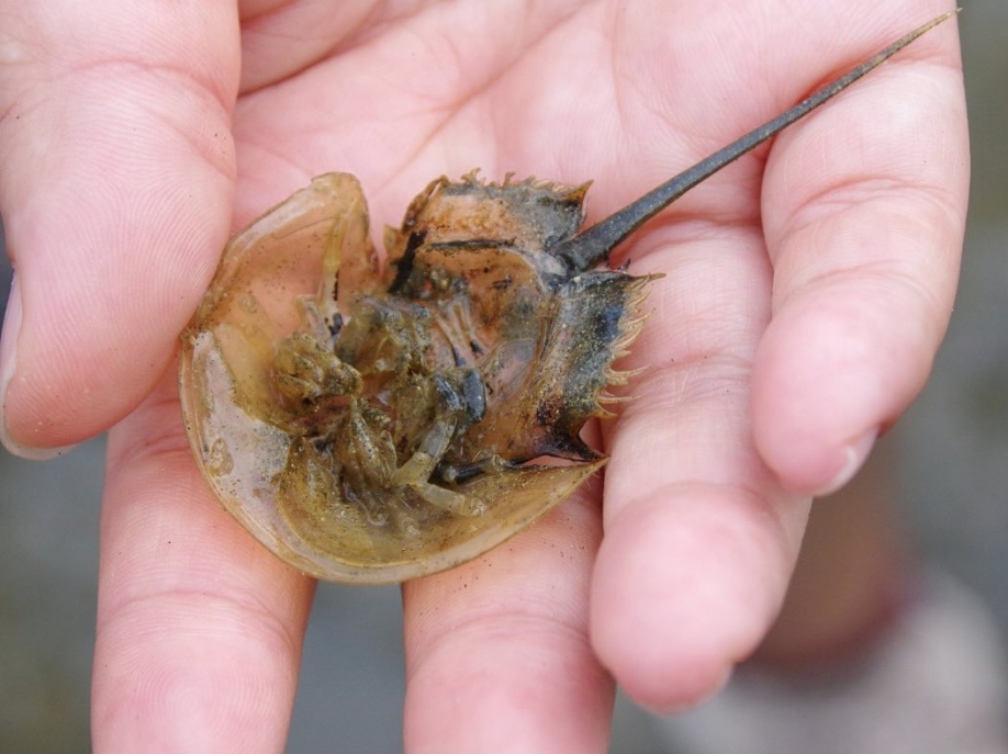 【 史 前 生 物 】還記得第一次遇見馬蹄蟹(又名鱟)的地方嗎？🦀或許是海鮮餐廳和攤檔。這樣的邂逅會否讓一般人把牠誤以為是美食？假若我們在牠的出生地及成長的泥灘相遇，又會否有一種難以言喻的感 (2)