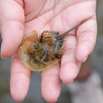 【 史 前 生 物 】還記得第一次遇見馬蹄蟹(又名鱟)的地方嗎？🦀或許是海鮮餐廳和攤檔。這樣的邂逅會否讓一般人把牠誤以為是美食？假若我們在牠的出生地及成長的泥灘相遇，又會否有一種難以言喻的感 (2)