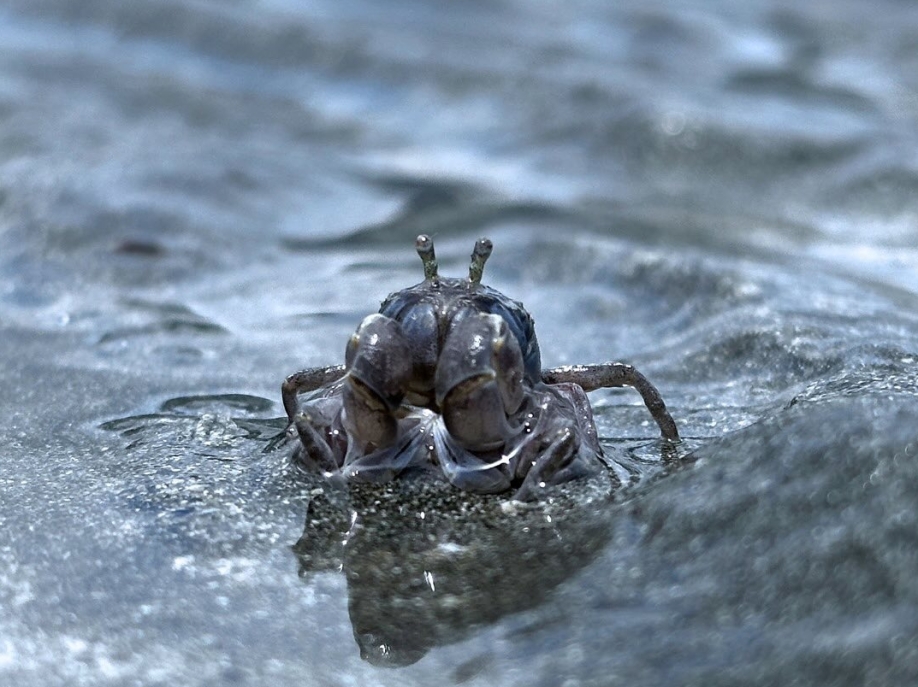 【 水 口 記 】水口村，一個「清涌覺樂」團隊從未踏足的地方。🌄一行人懷著不多的期望，帶著無數的未知，我走進了大嶼山南端的這個角落。未曾料到，一步步探索之中，驚喜卻不斷浮現。✨村內不僅有綠意 (3)