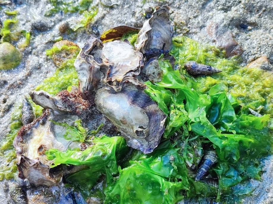 【 水 口 記 】水口村，一個「清涌覺樂」團隊從未踏足的地方。🌄一行人懷著不多的期望，帶著無數的未知，我走進了大嶼山南端的這個角落。未曾料到，一步步探索之中，驚喜卻不斷浮現。✨村內不僅有綠意 (7)