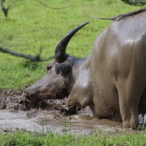 【 水 口 記 】水口村，一個「清涌覺樂」團隊從未踏足的地方。🌄一行人懷著不多的期望，帶著無數的未知，我走進了大嶼山南端的這個角落。未曾料到，一步步探索之中，驚喜卻不斷浮現。✨村內不僅有綠意 (5)