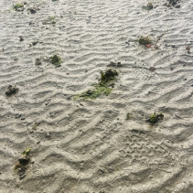 【 史 前 生 物 】還記得第一次遇見馬蹄蟹(又名鱟)的地方嗎？🦀或許是海鮮餐廳和攤檔。這樣的邂逅會否讓一般人把牠誤以為是美食？假若我們在牠的出生地及成長的泥灘相遇，又會否有一種難以言喻的感 (1)