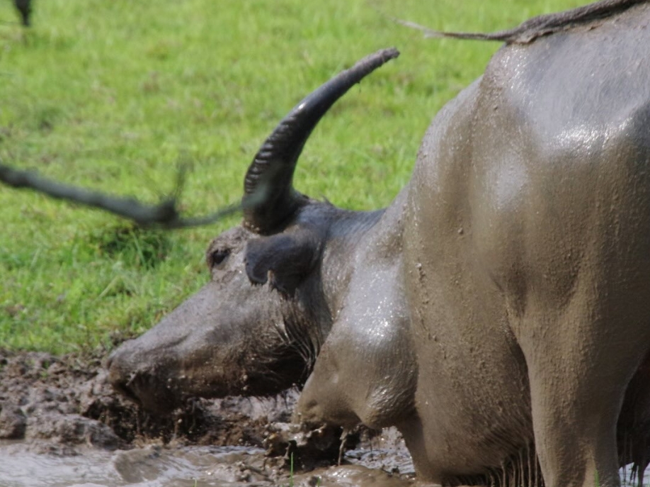 【 水 口 記 】水口村，一個「清涌覺樂」團隊從未踏足的地方。🌄一行人懷著不多的期望，帶著無數的未知，我走進了大嶼山南端的這個角落。未曾料到，一步步探索之中，驚喜卻不斷浮現。✨村內不僅有綠意 (5)
