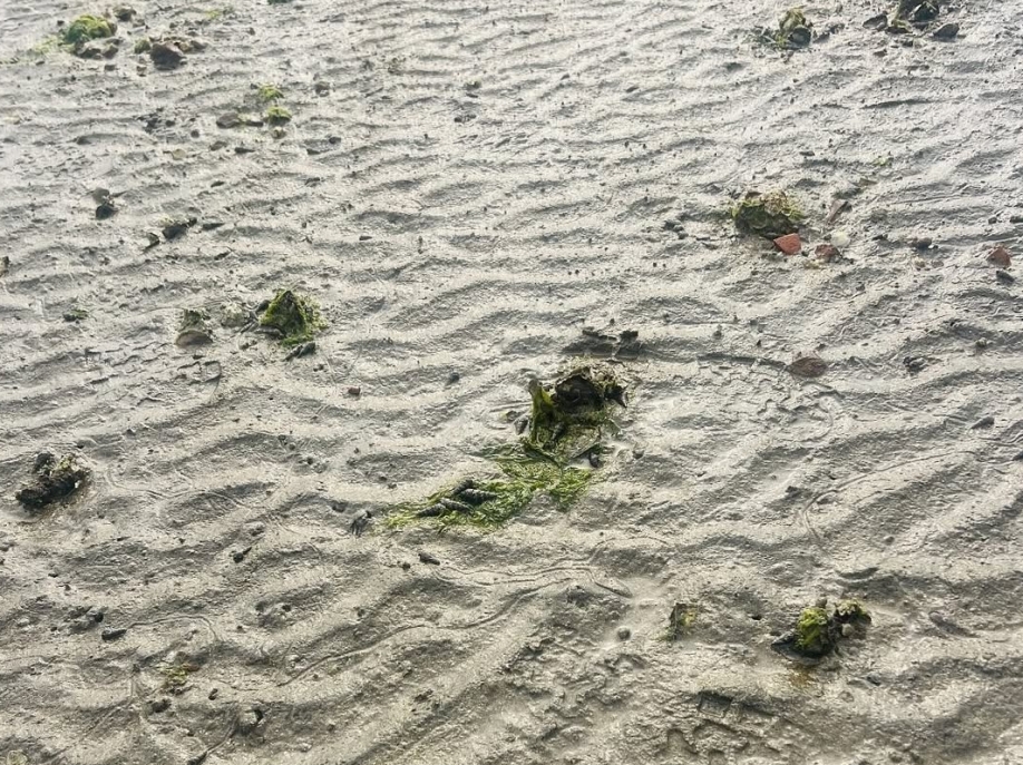 【 史 前 生 物 】還記得第一次遇見馬蹄蟹(又名鱟)的地方嗎？🦀或許是海鮮餐廳和攤檔。這樣的邂逅會否讓一般人把牠誤以為是美食？假若我們在牠的出生地及成長的泥灘相遇，又會否有一種難以言喻的感 (1)