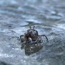 【 水 口 記 】水口村，一個「清涌覺樂」團隊從未踏足的地方。🌄一行人懷著不多的期望，帶著無數的未知，我走進了大嶼山南端的這個角落。未曾料到，一步步探索之中，驚喜卻不斷浮現。✨村內不僅有綠意 (3)